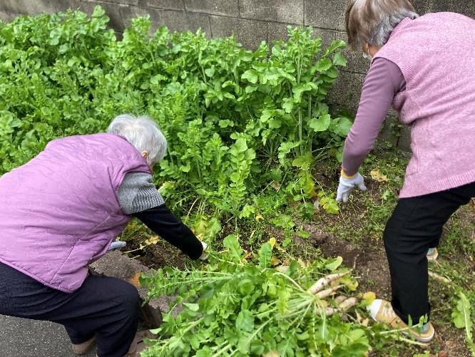 畑作業(大根収穫)